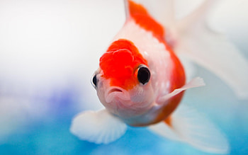 red fish, s, a, d, f HD wallpaper