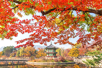 Maple tree in Autumn in Korea, Leaves, Autumn, Trees, Bridge, Lake, Park HD wallpaper