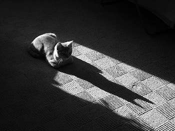 Animals, Cat, To Lie Down, Lie, Muzzle, Shadow, Bw, Chb, Floor HD wallpaper