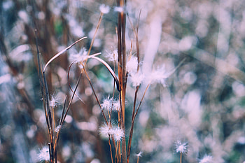 Nature, Plant, Blur, Smooth, Branch HD wallpaper