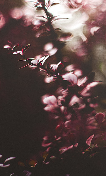 Leaves, Plant, Macro, Blur, Smooth, Branches HD phone wallpaper