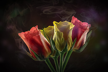 Roses, smoke, flowers, portrait HD wallpaper