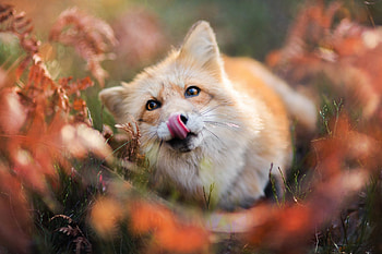 Fox 2, fox, animals HD wallpaper
