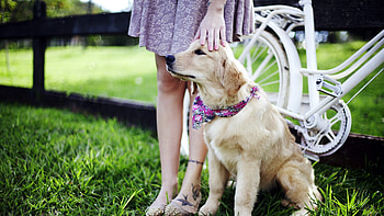 Retriever Dog, labrador-retriever, dog, animals HD wallpaper