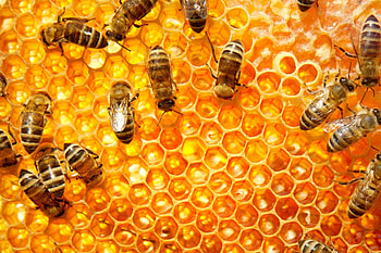 Bees, Insect pollinators, Bee colony, Nature's workforce HD wallpaper