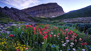 Mt. Timpanogos Wildflowers at Sunset, valley, utah, wasatch mountains, flowers, usa HD wallpaper