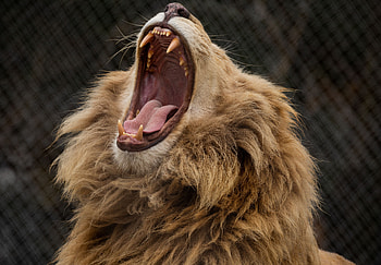 Animals, Grin, Lion, Predator, Fangs, Mane HD wallpaper