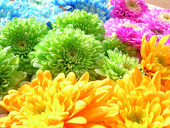 Plants, Flowers, Background, Chrysanthemum, Rainbow HD wallpaper