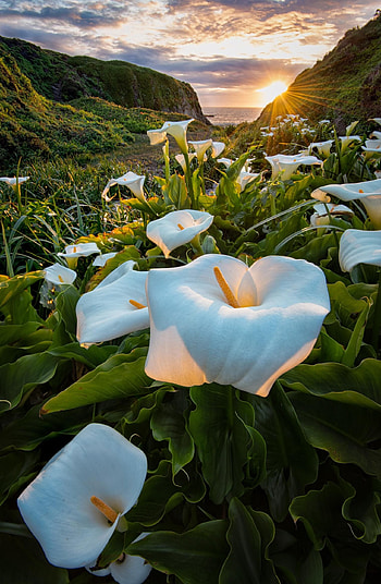 Big Sur, Calla Lilies HD phone wallpaper