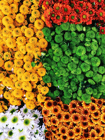 Flowers, Bouquets, Multicolored, Motley, Composition HD phone wallpaper