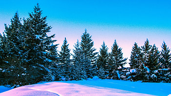Winter, Nature, Trees, Sky, Bright, Forest HD wallpaper