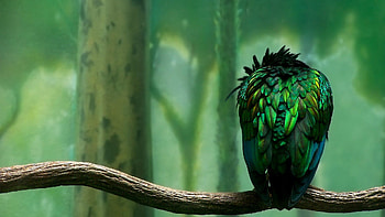 Parrot Beautiful Art, parrot, artist, birds, art HD wallpaper