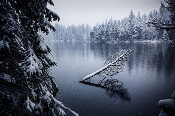 Winter, lake, trees, reflections, outdoor HD wallpaper