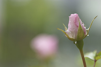 Rose bud, Green, Bud, Pink, Rose HD wallpaper