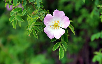 Dog Rose, nature, graphy, flower HD wallpaper