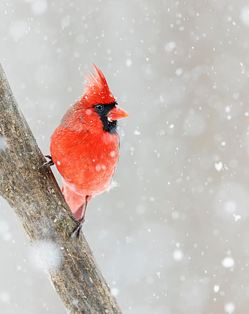 Animals, Snow, Bird, Red Cardinal HD phone wallpaper
