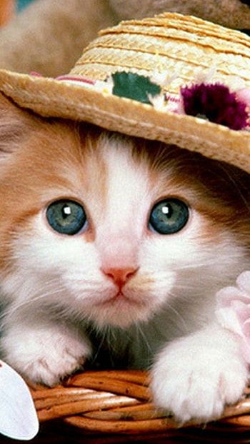 Cute cat , Sweet and cuddly, Playful antics, Meow HD phone wallpaper