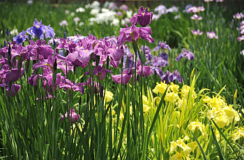 Flowers, Shine, Light, Greens, Flower Bed, Flowerbed, Irises HD wallpaper