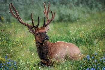 Buck, animal, stag, deer HD wallpaper