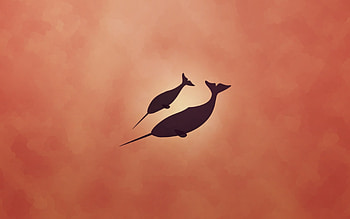 Narwhal, Cute narwhal HD wallpaper