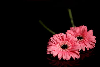 Close-up of two pink gerbera flowers with dew drops on a black background, creating a striking contrast. HD wallpaper