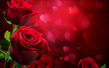 Red roses , creative, roses, pretty, fantasy, red, , , backgrounds HD wallpaper