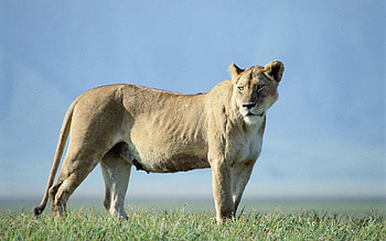 Animals, Grass, Sky, Lioness, To Stand, Stand HD wallpaper