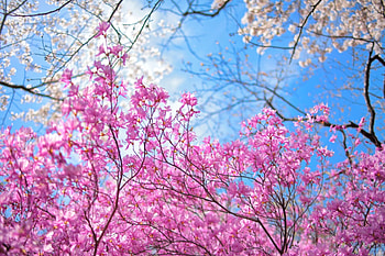 Spring, blue, pink, flower, blossom, tree HD wallpaper