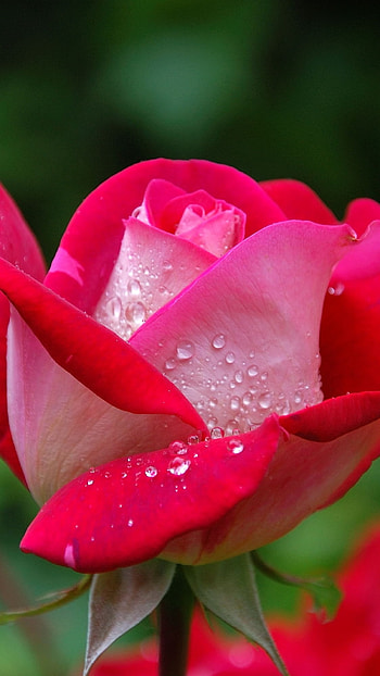 Rose Flower, Flower, Plant HD phone wallpaper