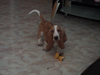 Xico, dog, huss puppies HD wallpaper