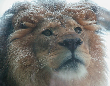 SNOW KING, big cats, wildlife, king, snow, feline, lion, male HD wallpaper