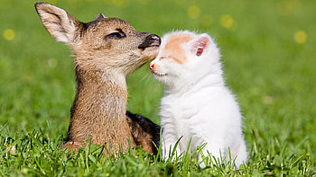 Animals, Grass, Kitty, Kitten, Fawn, Bokeh, Boquet HD wallpaper