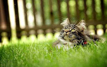 Animals, Grass, Cat, Fluffy, Hide HD wallpaper