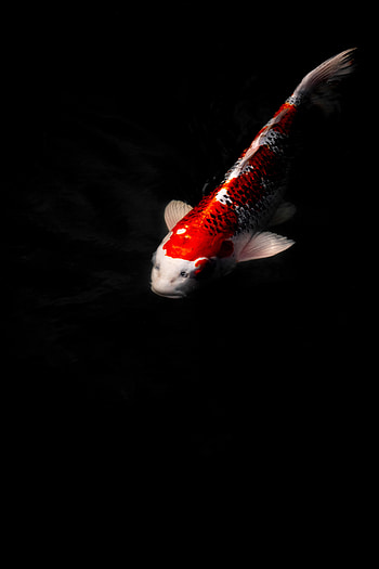 Animals, Water, Fish, Under Water, Underwater, Carp Koi, Koi Carp HD phone wallpaper
