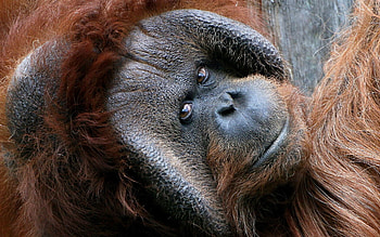 Orangutan, Primate world, , High-quality HD wallpaper