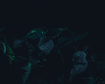 Leaves, Plant, Dark, Shadows HD wallpaper