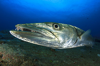 Great barracuda, Shiny and scary, Surprisingly shy, Roundglass sustain HD wallpaper
