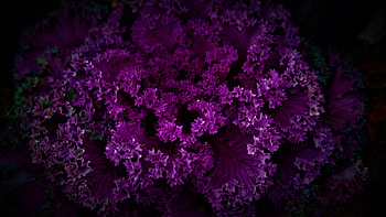 Mystical Purple Flora Amidst Dark Patterns, pattern, artist, artwork, digital-art HD wallpaper