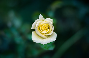 Flowers, Drops, Rose Flower, Rose, Bud, Close-Up HD wallpaper