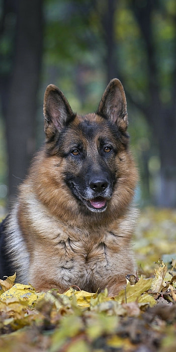 German Shepherd, Forest ambiance, , Tranquil canine beauty HD phone wallpaper
