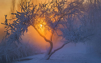 Morning Frost, frozen, tree, sunrise, winter, snow, branches HD wallpaper