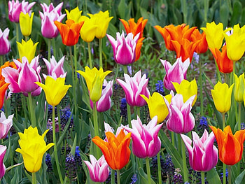 Plants, Flowers, Tulips HD wallpaper