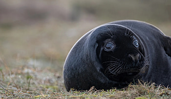 Rare black seal pups, Blakeney Norfolk sighting, Unique wildlife, Coastal wonders HD wallpaper