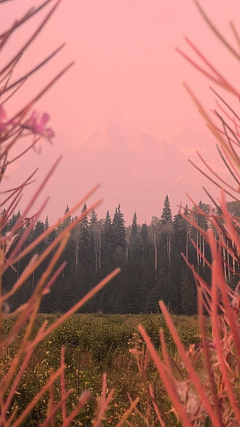 Preety Aesthetic, Aesthetic HD phone wallpaper