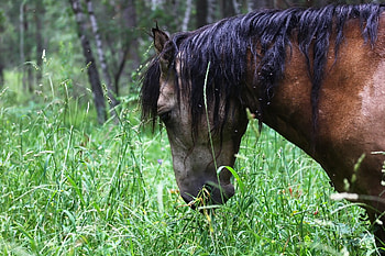 Majestic Horse in Lush Green, Animal, horse HD wallpaper