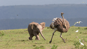 Elephant, Ostrich HD wallpaper