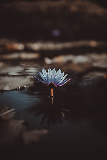 Blue, flower, bloom, water lily HD phone wallpaper