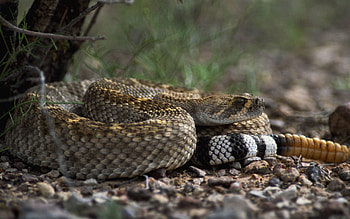 Animals, Stones, Color, Sight, Opinion, Snake HD wallpaper