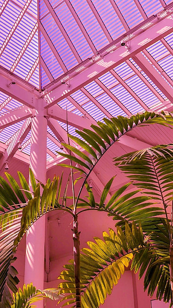 Pink Aesthetic, Plant HD phone wallpaper