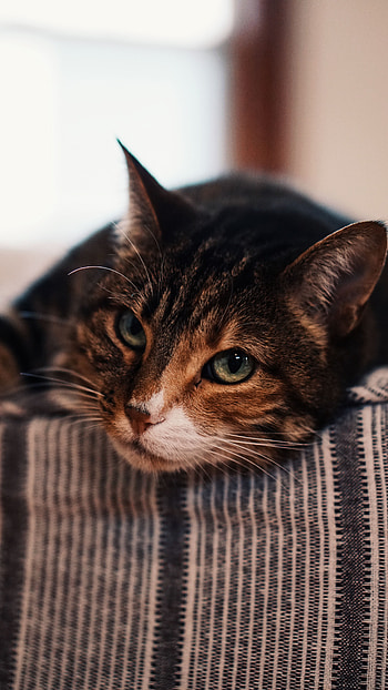 Animals, Cat, Muzzle, Brown, Pet HD phone wallpaper